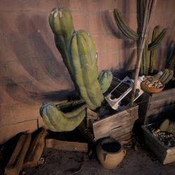 Bilberry 🫐 Cactus 🌵