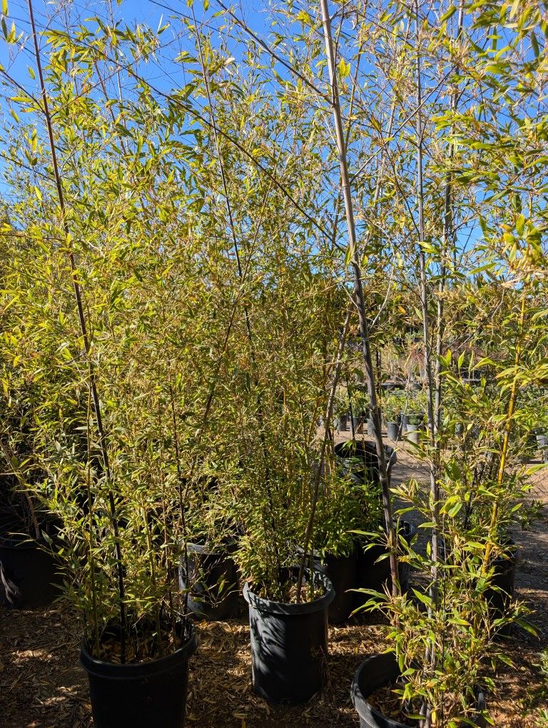 Black Bamboo 🎍