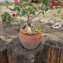 6 Yr Old Bonsai Tree 2 1/4 FEET Tall