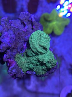 Lepto Encrusting Rock