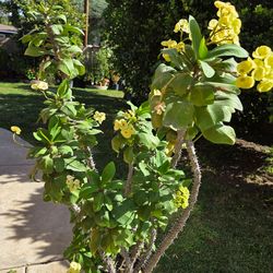 Corona De Cristo Plant