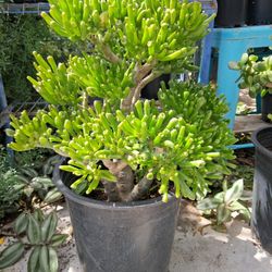 Planta Orejitas De Shrek