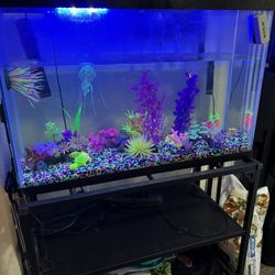 40 Gallon Fish Tank And Stand