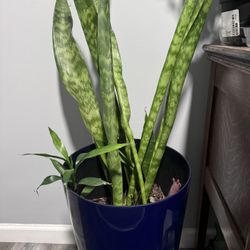 Snake Plant 