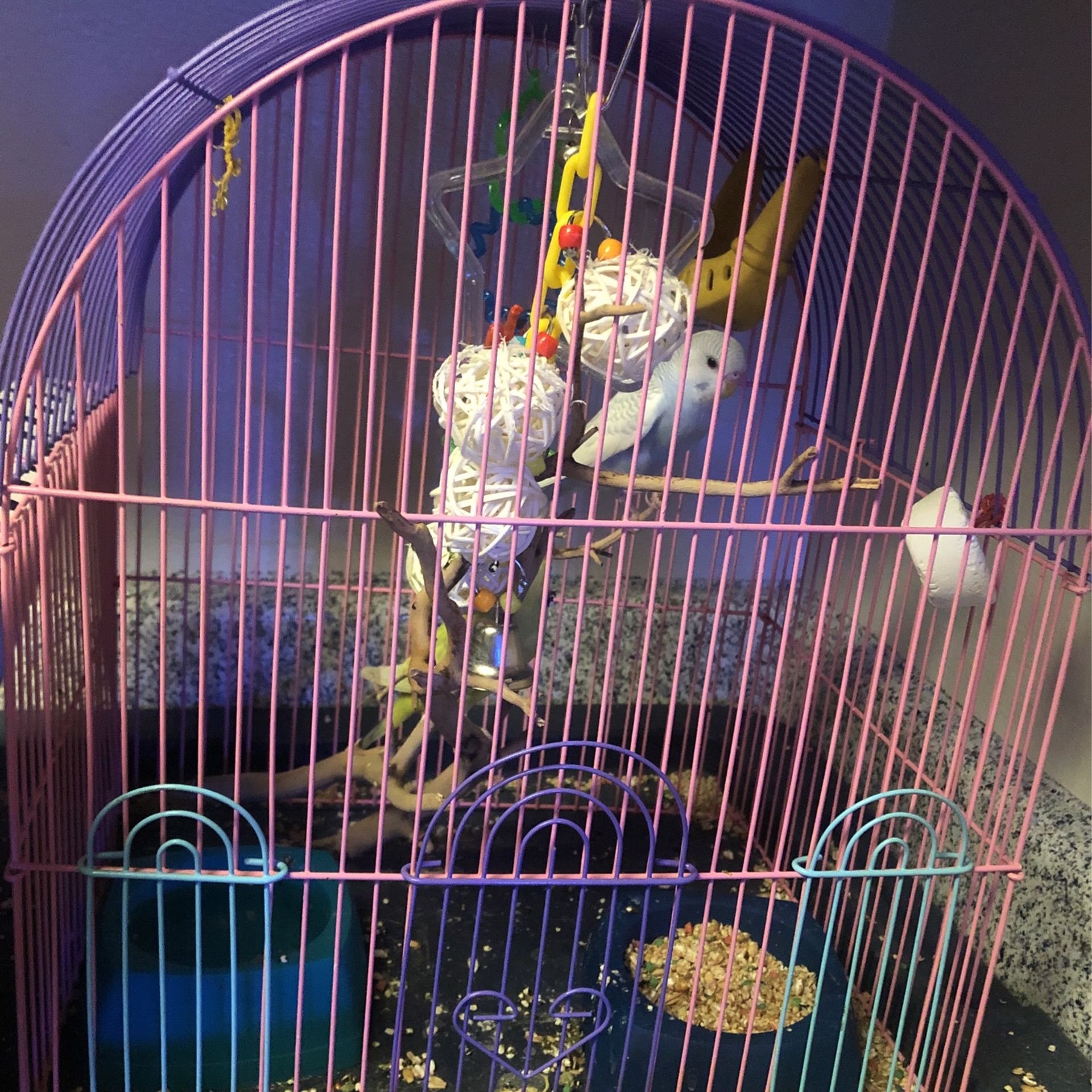 Bird Cage