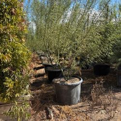 Thornless Palo Verde 