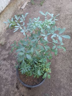Ruda rue plant