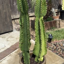 Cactus Plant (African Candelabras)