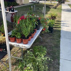 Super Plant Sale Today