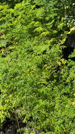 2-Foot Tall Moringa Plant (Malunggay/Miracle/Drumstick) For Sale