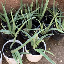 Huge Blowout Sale Clearance On All Plants