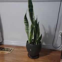 Snake Plant Sansaveria Plant in  Pot