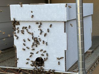 BEE STUFF FOR VICTORIA CRUZ Bee, honeybee, honey, hive, colony, nucleus, nuc, pollinator, beekeeping, supplies.
