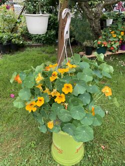 Outdoor Plant