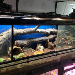 Reptile Set Up