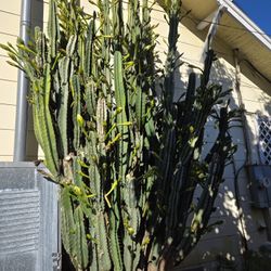 Peruvian Apple Cactus
