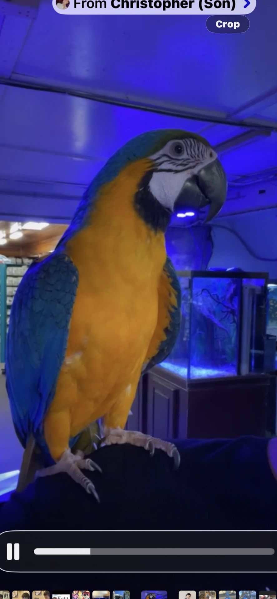 Blue Gold Macaw