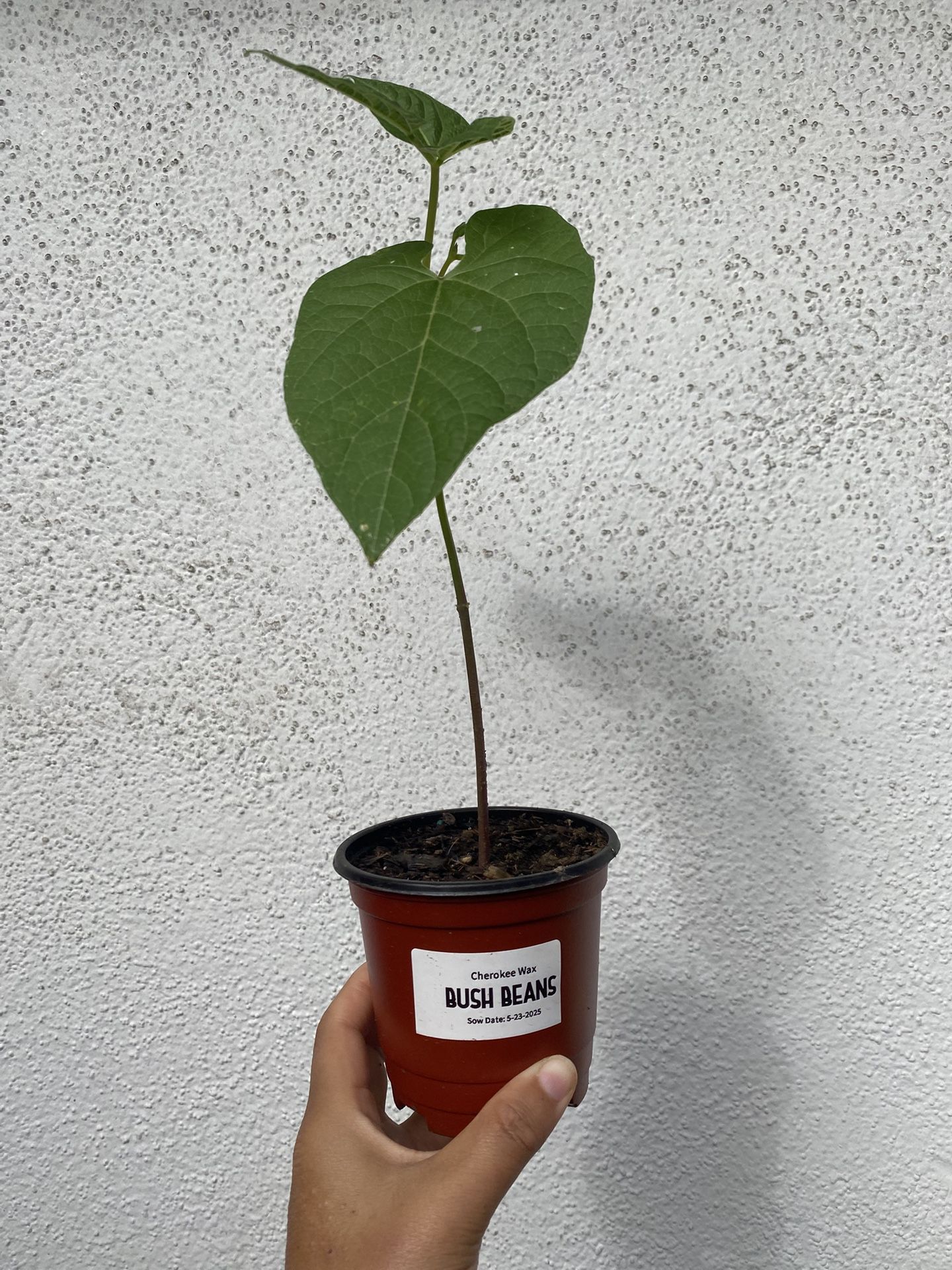 2 For $3 Bush Bean Plant For Garden