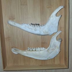 3 pairs of goat Jaws-(priced seperately)