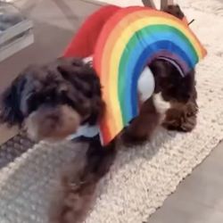 Dog Halloween Costume Rainbow 