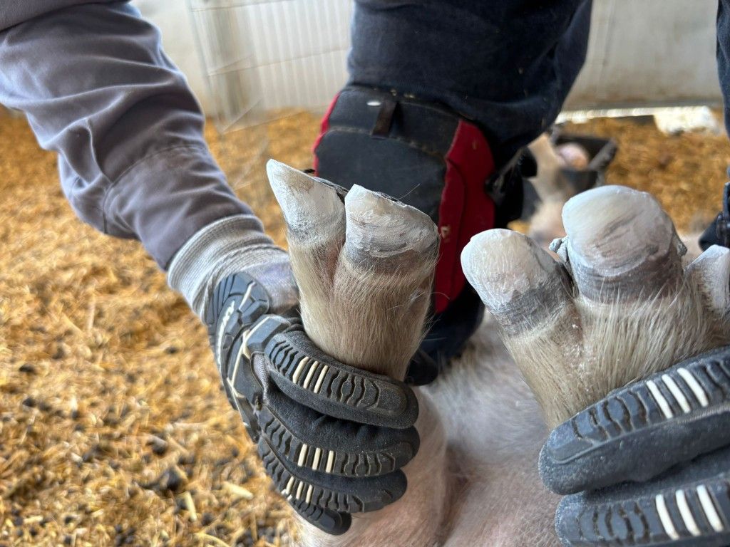 Piggy Care Farrier