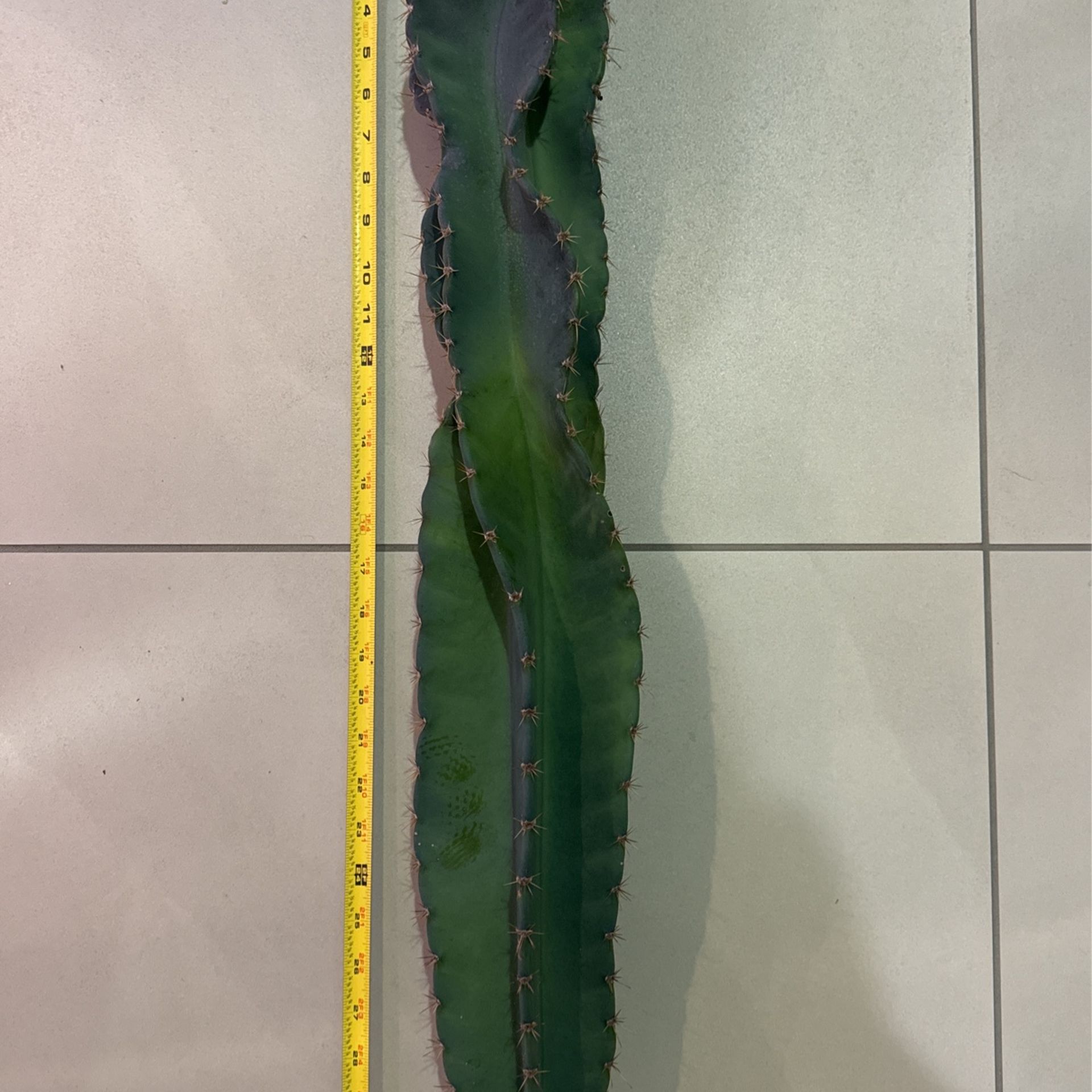 🌵 30” Tall Spiral Cereus Cactus Cutting • Cacti 🌵