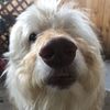 Dave