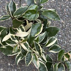Hoya Carnosa Krimson Queen Plant 