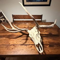 Elk Skull with Full Antler Rack Asymmetrical
