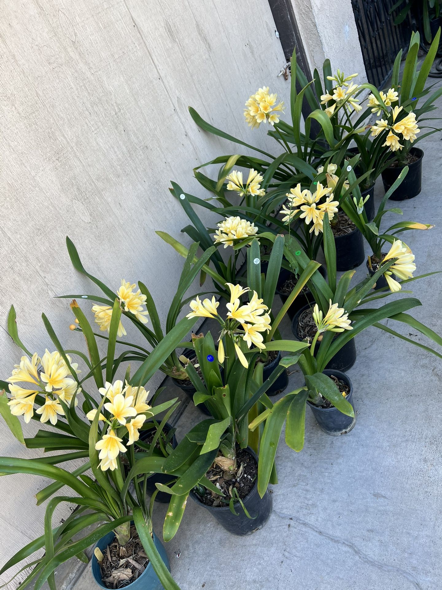 Potted Yellow Clivia Flowers