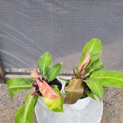 Philodendron Plant  6" Nursery Pot $7 Each