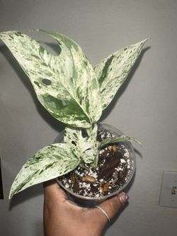 Epipremnum Pinnatum Marble Plant 