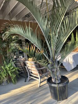 TRIANGLE palm tree
