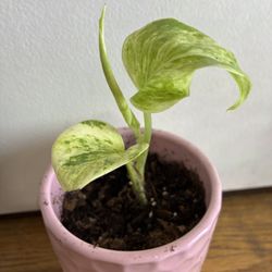 Young Rooted Marble Queen Pothos