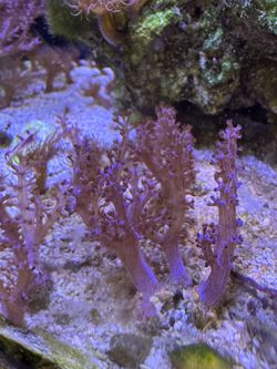 Pink Kenya Tree Coral Frags