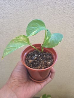 Plant