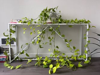 Blu Dot Strut Console Table