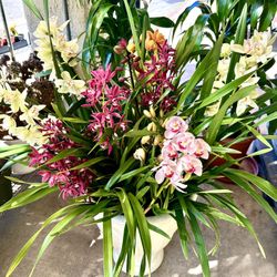 Cymbidium Orchids Địa Lan/Lan Đất