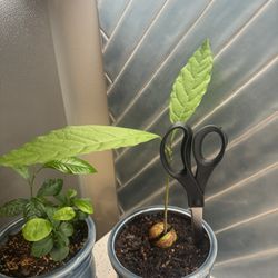 Avocado Plant