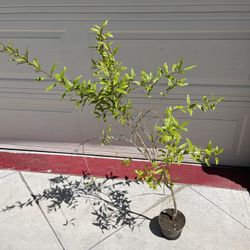 Healthy Red Ruby Pomegranate Fruit Tree Plant 