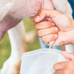 Goat milk leche De Chiva 