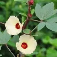 Jamaica Sorrel Hibiscus - Great For Tea 
