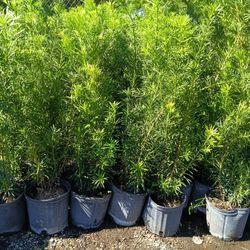Podocarpus Privacy Hedge Plants 3gl $8🌟🌿