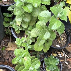 Oregano