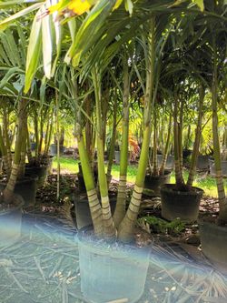 Christmas palms  double triple quadruple  over 8 feet tall insta privacy hedge for fence