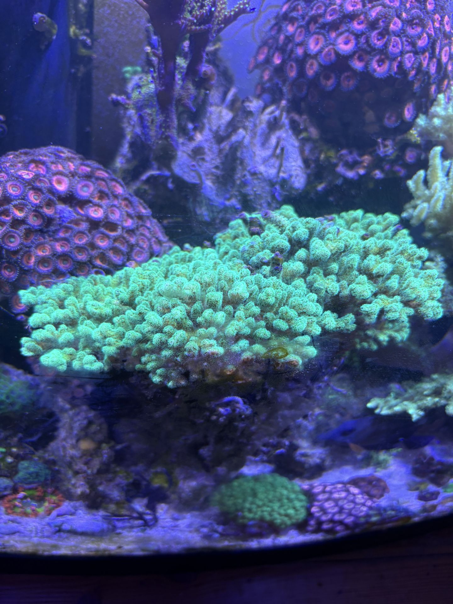 Coral Decor Stylo