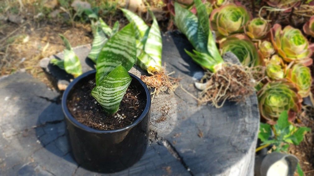 5 Snake Plants, also known as Dracaena trifasciata or Sansevieria zeylanica.