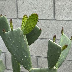 Pencas Con Nopales En 5 Galones 