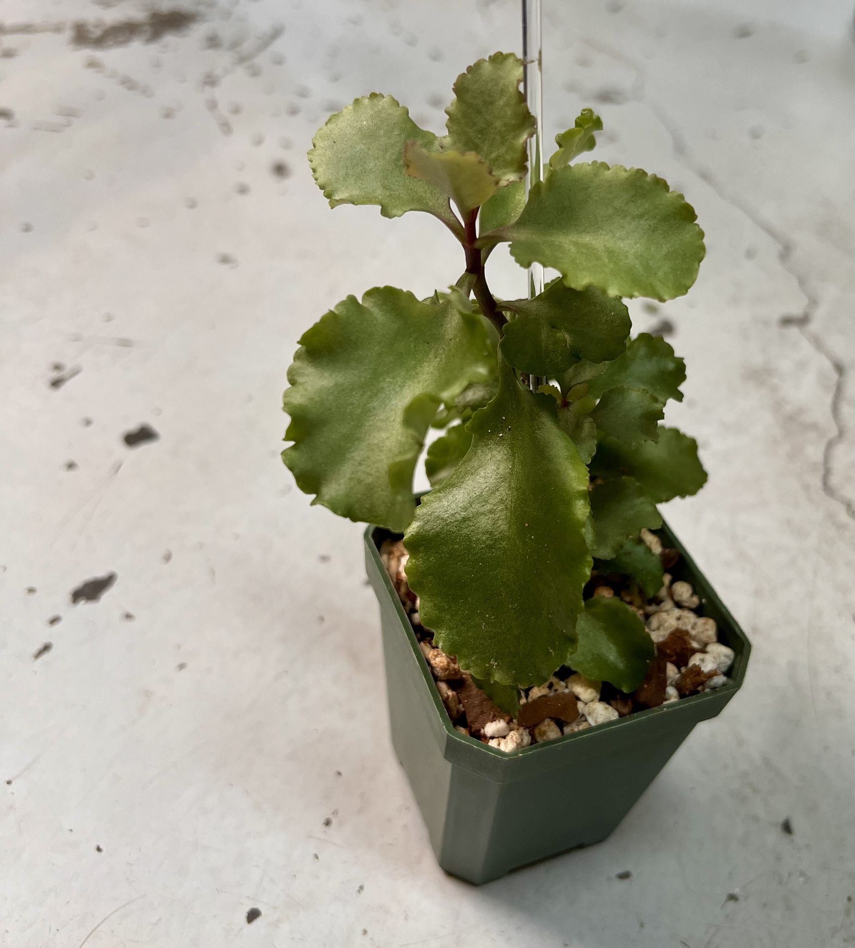 Succulent