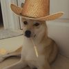 Shiba Shiba